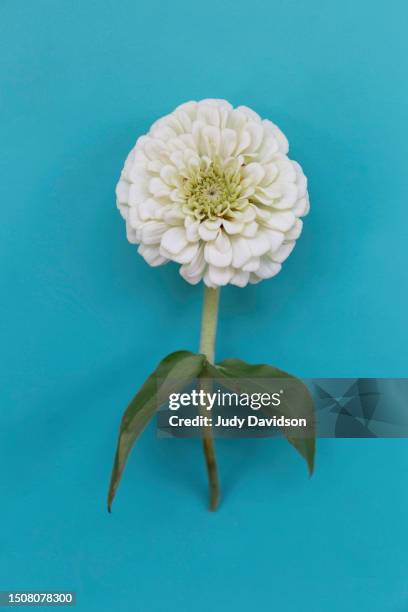 single white zinnia on teal background with room for text - zinnia stock pictures, royalty-free photos & images