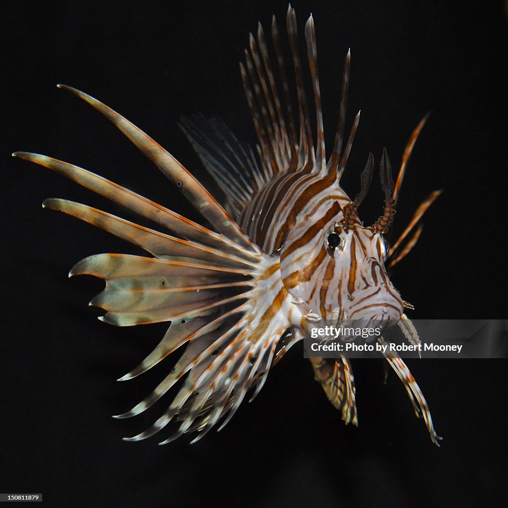 Lionfish