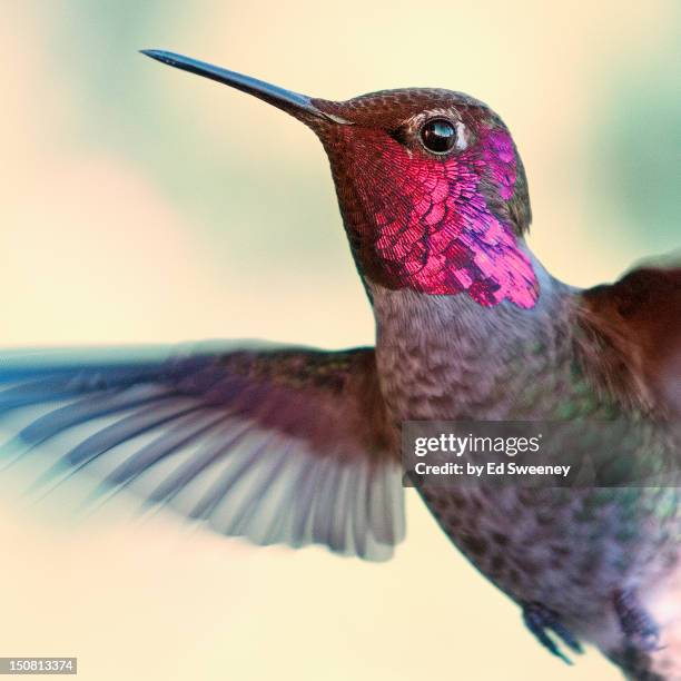 anna's hummingbird - kolibrie stockfoto's en -beelden