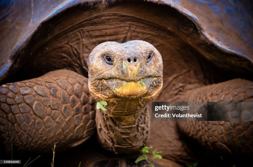 Galapagos giant tortoise