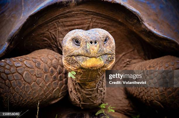 galapagos giant tortoise - galapagos stockfoto's en -beelden