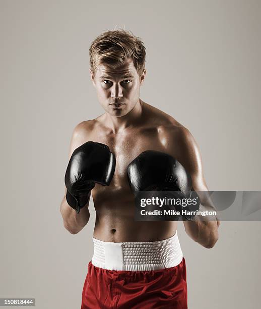 boxer - bokser stockfoto's en -beelden