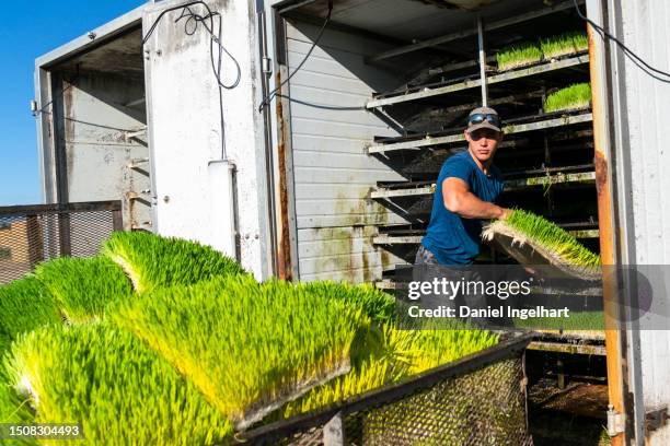 industrious farm boys pulling out nourishing fodder from a grower, tending to the well-being of the farm animals. - jersey cattle stock pictures, royalty-free photos & images