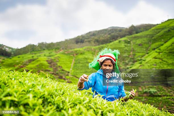 tea picker of sri lanka - sri lankan culture stock pictures, royalty-free photos & images