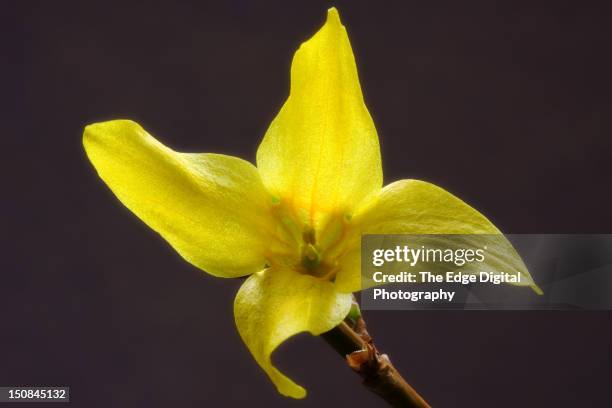 forsythia flower - forsythia stock-fotos und bilder