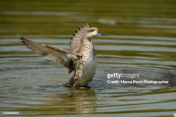 marbled duck - marbled duck stock pictures, royalty-free photos & images