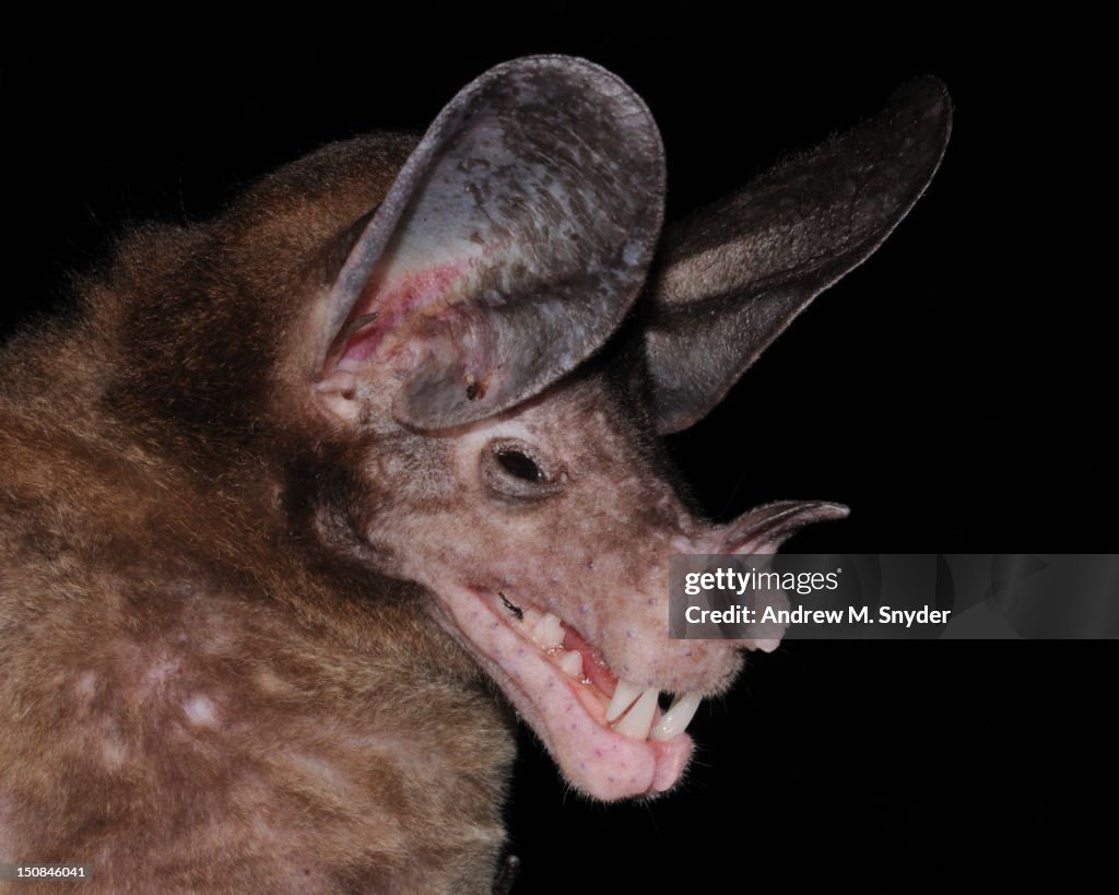 Spectre Bat Spectral Bat High-Res Stock Photo - Getty Images