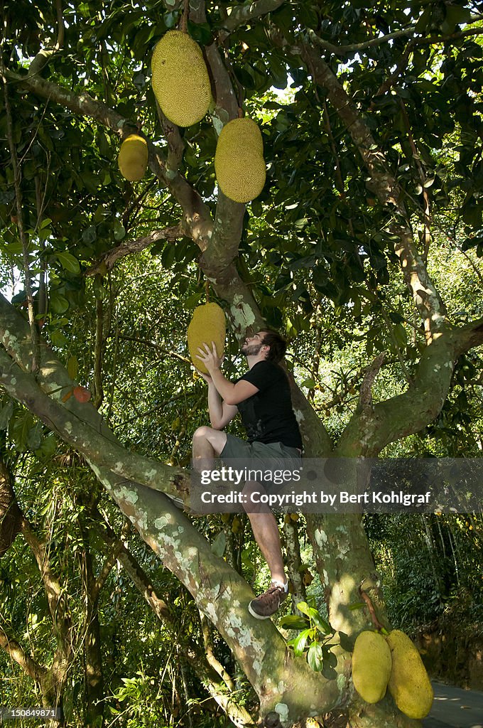 Young man picking up jackfruit
