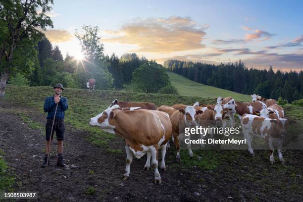 bergbauer in den alpen bringt seine kühe für den almsommer auf die weide - bauer bayern stock-fotos und bilder