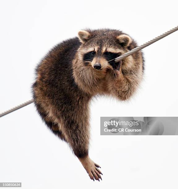 racoon - by racoon on white stock pictures, royalty-free photos & images