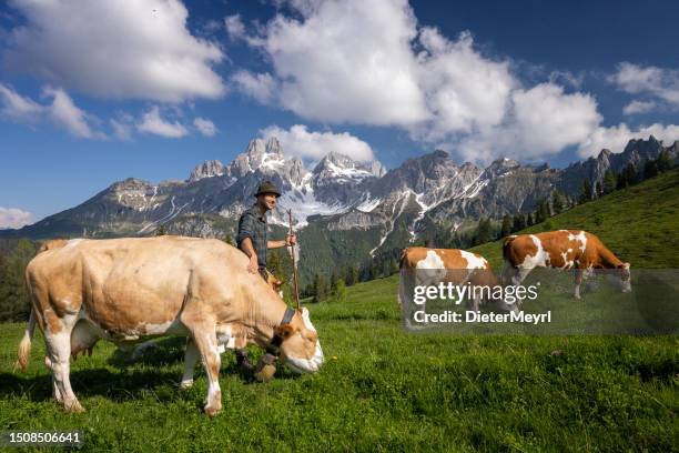 mountain farmer in the alps with his cows at pasture at alpine summer - traditionally austrian 個照片及圖片檔