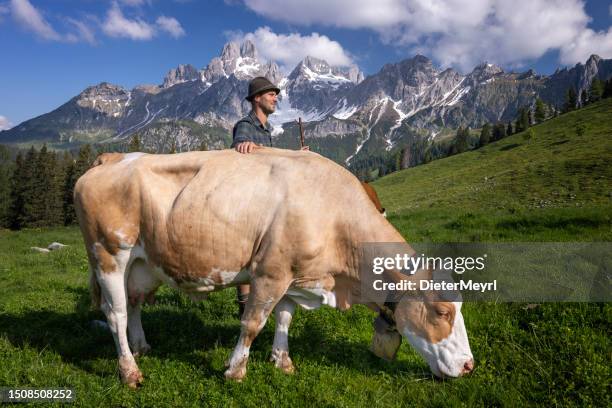 bergbauern in den alpen mit seiner kuh auf der weide im almsommer - bauer bayern stock-fotos und bilder