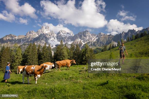 mountain farmer in the alps brings his cows to pasture for the alpine summer - traditionally austrian stock pictures, royalty-free photos & images