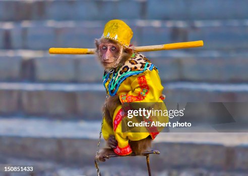Monkey Monkey