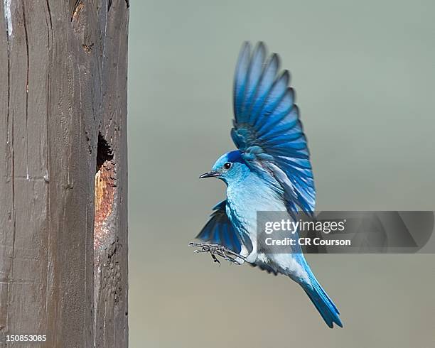 mountain bluebird - berghüttensänger stock-fotos und bilder