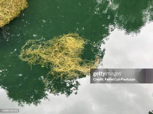 water grass and shadow of tree on the lake - riet stockfoto's en -beelden