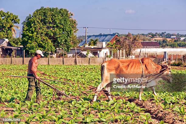 véritable sur le tabac cubain agriculteur à plantation - cuban culture photos et images de collection