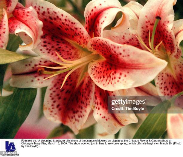 Blooming Stargazer Lily is one of thousands of flowers on display at the Chicago Flower & Garden Show at Chicago's Navy Pier, March 15, 2000. The...