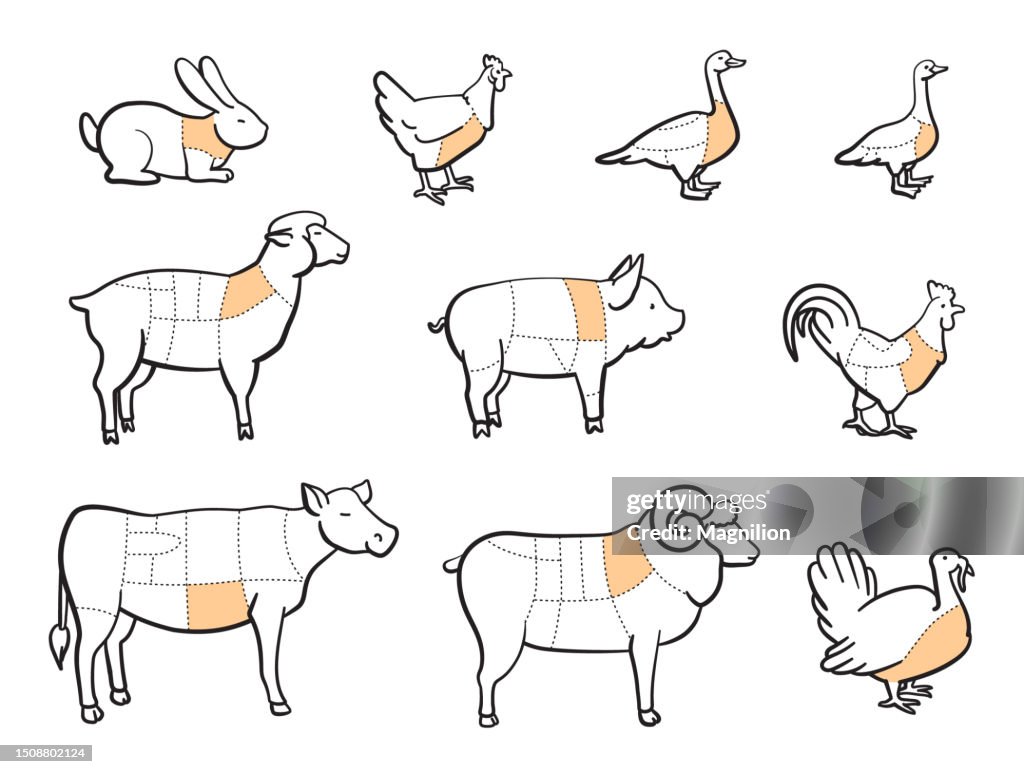 Butchering Animals, Cutting Animal Meat