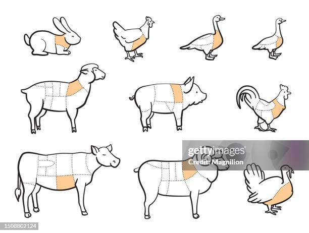 butchering animals, cutting animal meat - pork shoulder stock illustrations