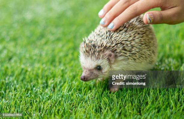 baby african pygmy hedgehog - baby porcupines stockfoto's en -beelden