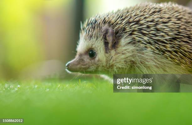 baby african pygmy hedgehog - african pygmy hedgehog ストックフォトと画像