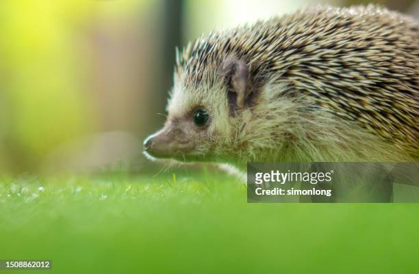 baby african pygmy hedgehog - baby porcupines stockfoto's en -beelden