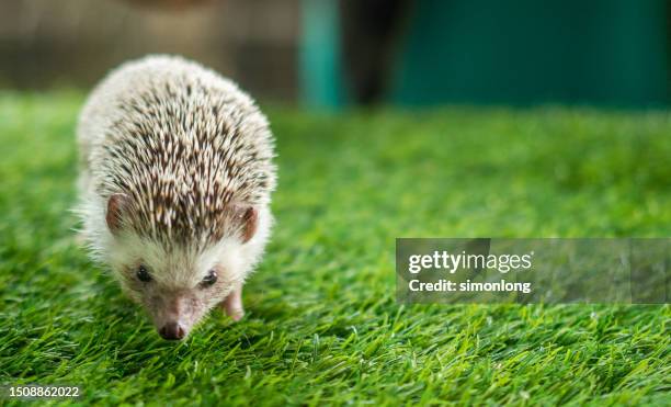 baby african pygmy hedgehog - baby hedgehog stock pictures, royalty-free photos & images