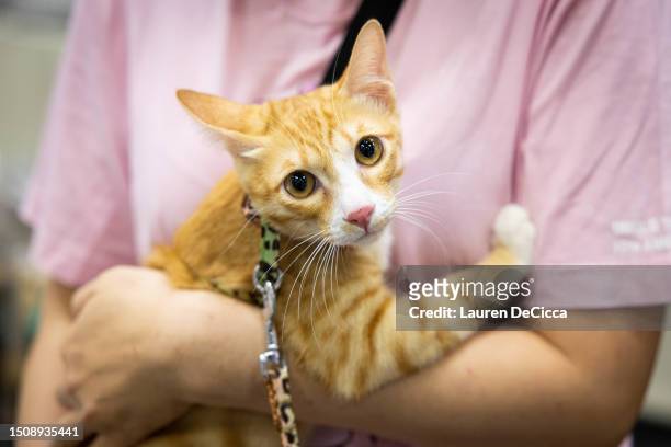 Caramel, a six month old cat, waits with his owner backstage before competing in an orange cat competition on July 02, 2023 in Bangkok, Thailand....
