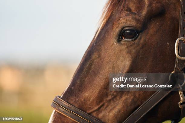 close-up cropped photo of the face of a horse - rennpferd stock-fotos und bilder