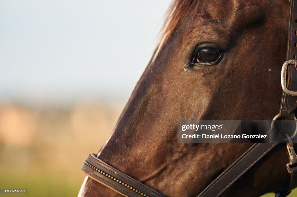 Close-up cropped photo of the face of a horse