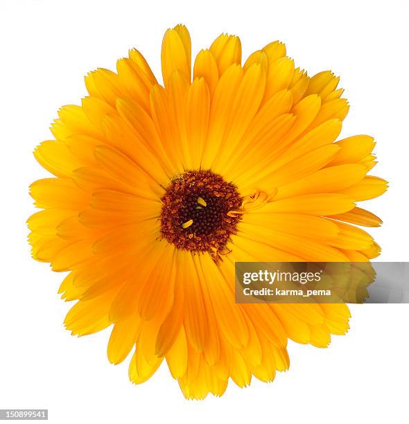 beautiful blossoming yellow marigold on white background - marigold stock pictures, royalty-free photos & images