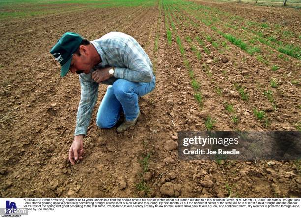 Brent Armstrong, a farmer of 14 years, kneels in a field that should have a full crop of winter wheat but is dried out due to a lack of rain in...