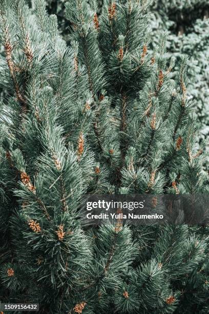 green fir branches, nature background. full frame. - evergreen plant stock pictures, royalty-free photos & images