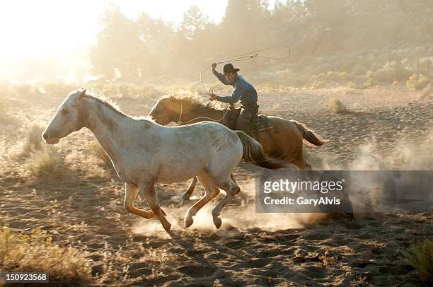 cowboy roper on running horse chasing a mustang-backlit dust - lariat stock pictures, royalty-free photos & images