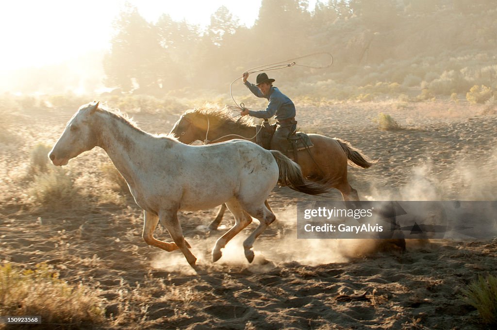 Cowboy roper em Corrida de Cavalos de perseguir um mustang-retroiluminado, pó