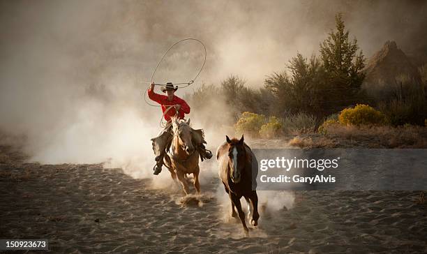 horses - lariat stock pictures, royalty-free photos & images