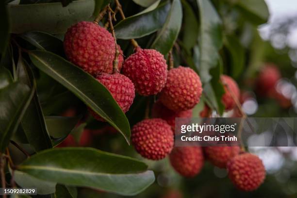 Lychee tree laden with ripe fruit on July 02, 2023 in Luc Ngan District, Bac Giang Province, Vietnam. Lychee season in Vietnam runs from May-July and...
