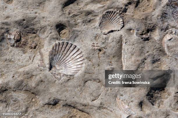 fossil - shell fossil stock pictures, royalty-free photos & images