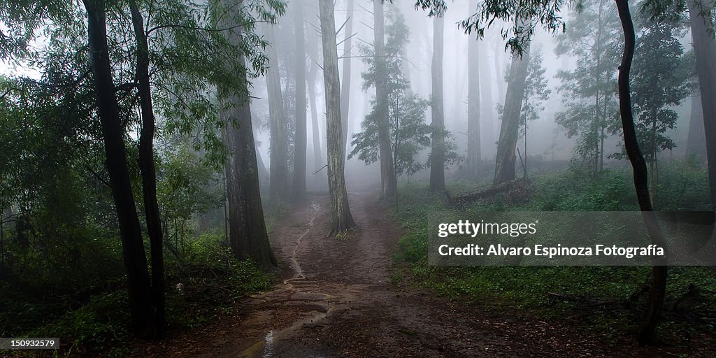 Foggy  forest