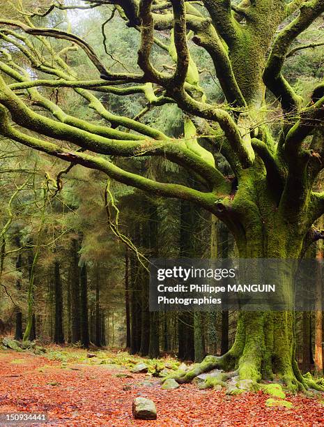 beech ponthus - ille et vilaine stock pictures, royalty-free photos & images