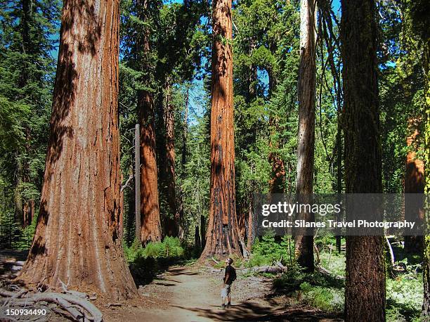 mariposa grove - mariposa stock pictures, royalty-free photos & images