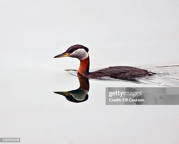 morning calm - roodhalsfuut stockfoto's en -beelden