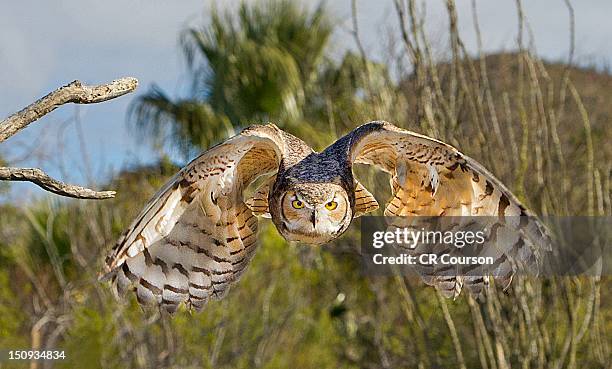 great horned owl - horned owl stock pictures, royalty-free photos & images