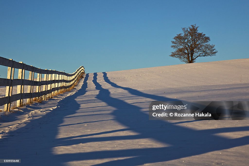 Lone tree in winter