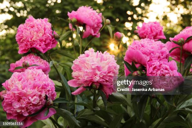 peonies - peónia imagens e fotografias de stock