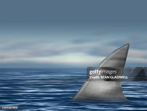 shark fin in ocean - flosse stock-fotos und bilder
