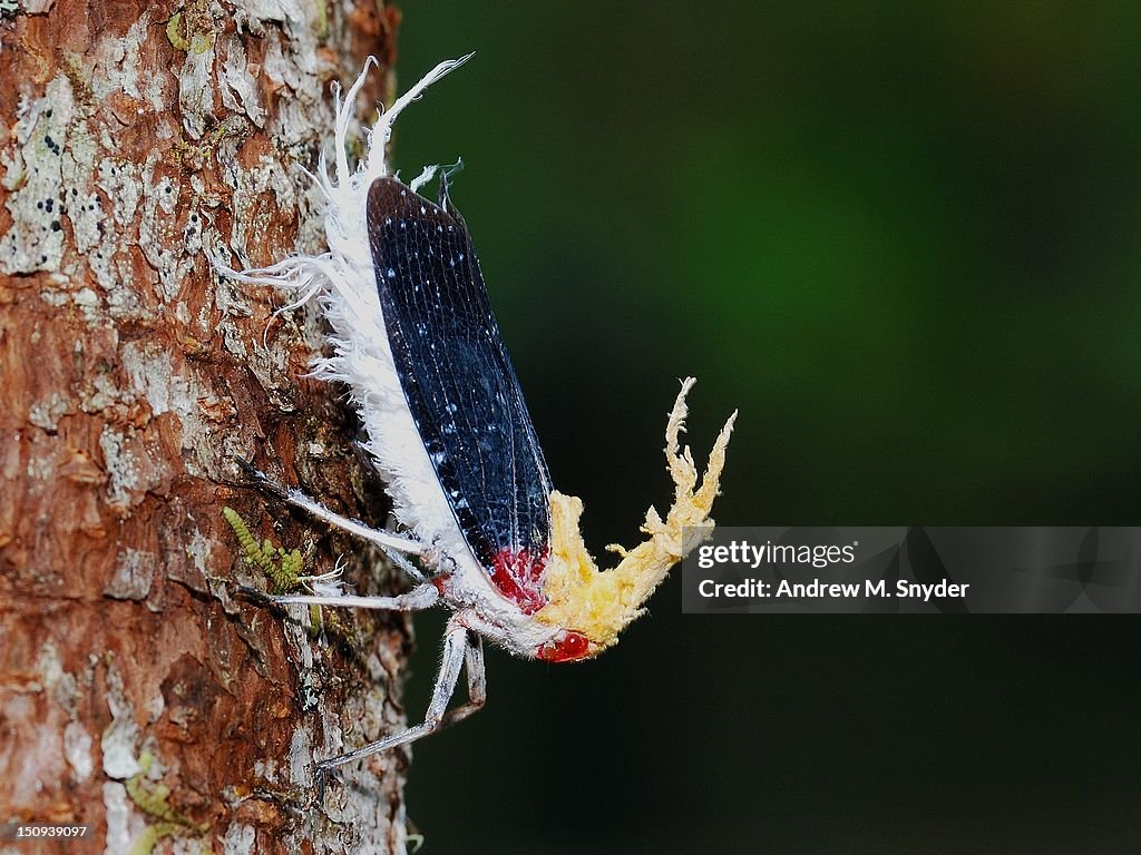 Fulgorid planthopper