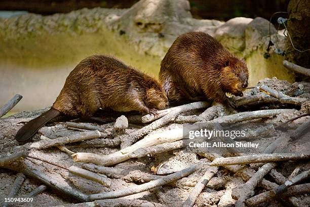 Two North American beavers check out a man-made beaver dam in the new beaver enclosure during a sneak peak of the new American Trail at the...