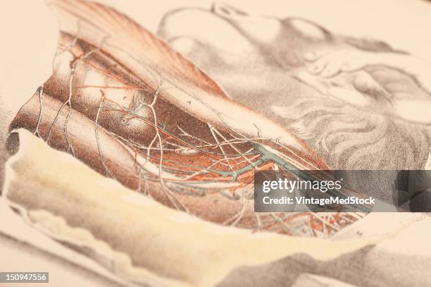 The two sets of muscles are displayed in the dissection; one bounding the arm-pit before and behind; the other lying in front, and back of the...